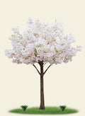 Pink Sakura Tree 1.8M