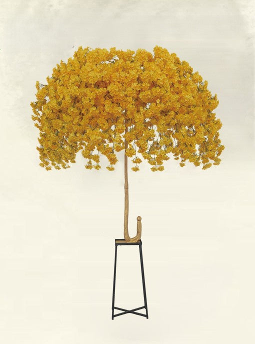 Yellow Umbrella Tree