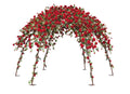 Red Rose Pergola