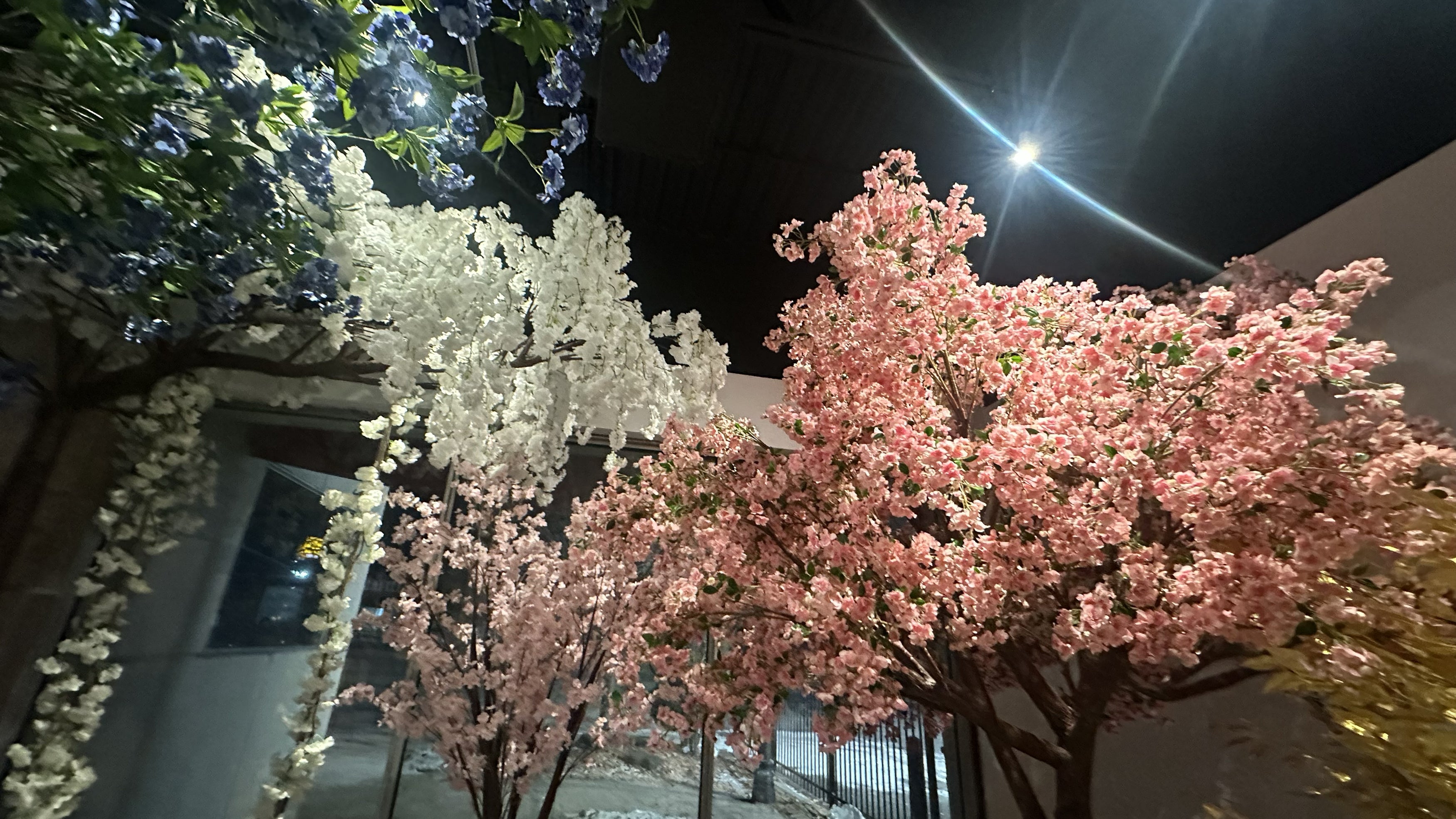 Sakura Trees